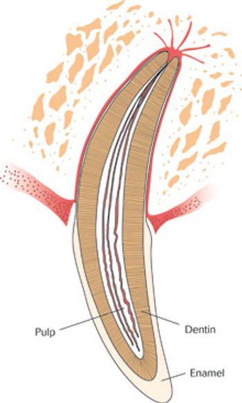 veterinary-dental-recreate-Bellows-E-Fig2_220.jpg