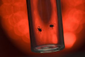 NY Vet: Growing Risk of Tick-Borne Diseases 