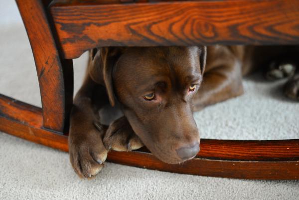 Pet anxiety awareness month enters its 10th year with expanded programming