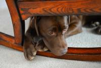 Pet anxiety awareness month enters its 10th year with expanded programming