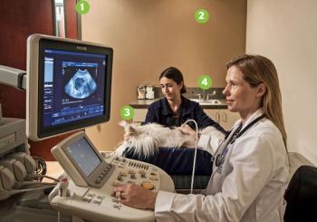 veterinary_PalmBeach4_685.jpg
