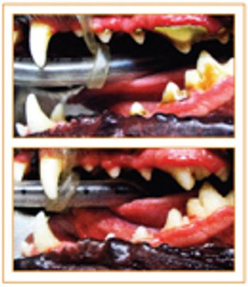 Vet_teeth_cleen_preclean-591374-1384518064302.jpg