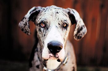 veterinary-dog-great-dane-merle_141757280-450.jpg