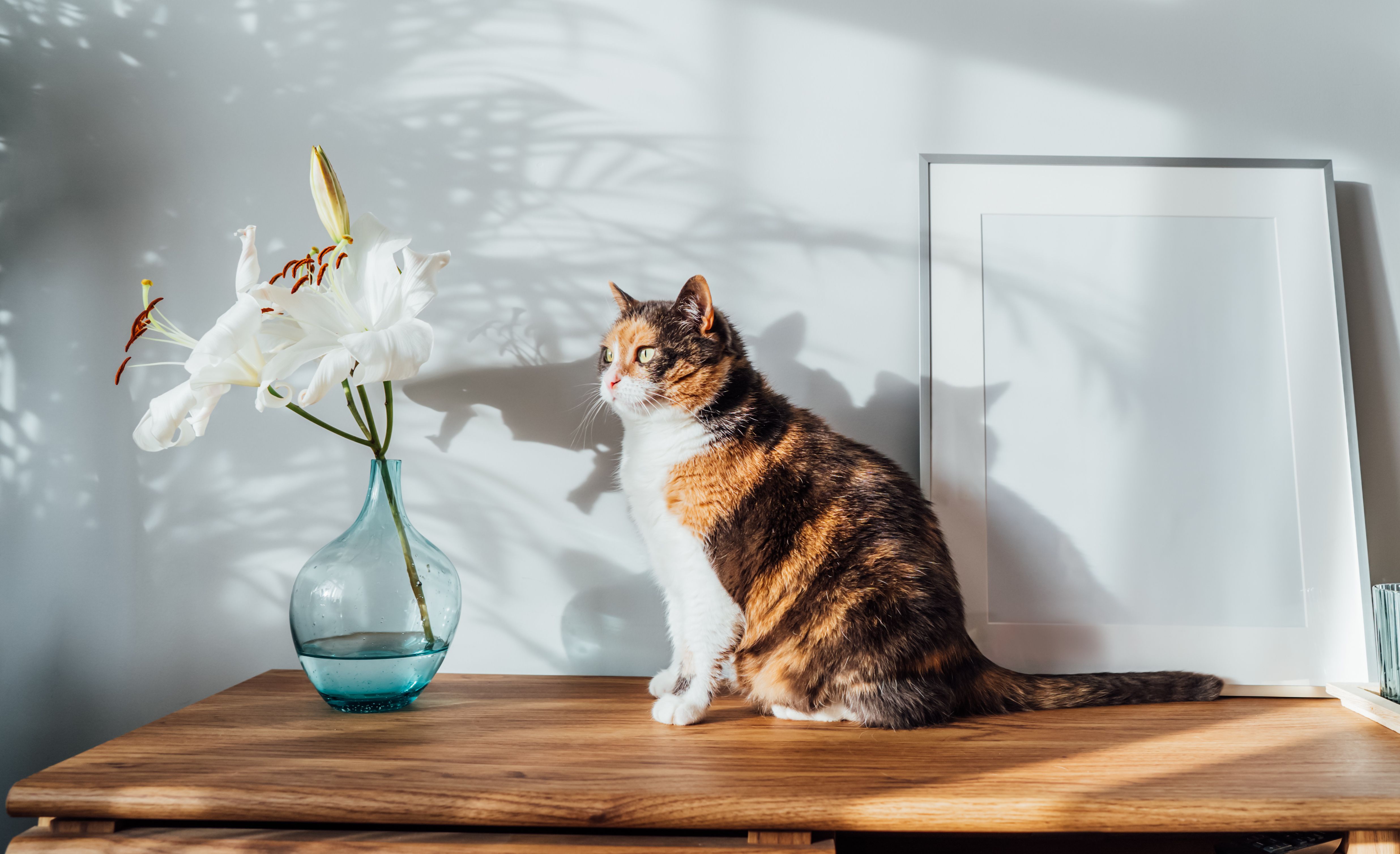Cat with lilies