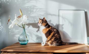 Cat and lilies