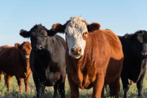 Photo: nickalbi/Adobe Stock