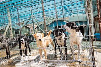 veterinary-worldvets-happydogs-body.jpg