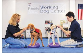 Kane_cancerdogs-817619-1382794386832.jpg