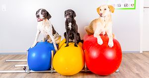veterinary_peanutball_rehab_dogs_AdobeStock_193100875_450.jpg