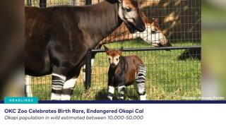 dvm360 Live! with Dr. Adam Christman