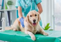 Veterinary radiation therapy, without the mystery