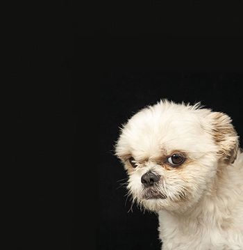 veterinary-Angry-white-Shih-Tzu-with-brown-eyes-136644846-[306778540]-{4144030}_450.jpg