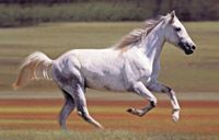 veterinary_white_horse_0511-718117-1384192787777.jpg