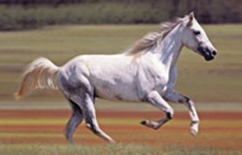veterinary_white_horse_0511-718117-1384192787777.jpg
