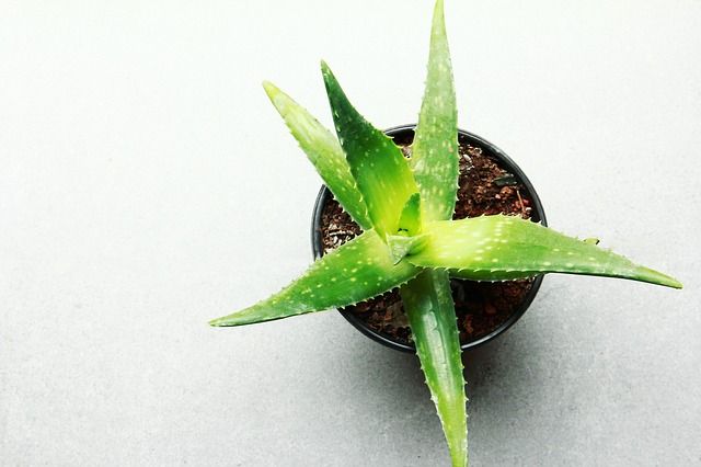 buy agave plant 4' Spiked Agave Plant