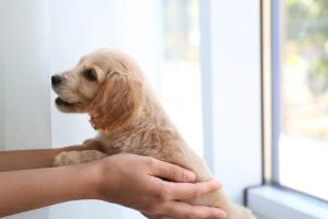 The COVID-19 pet adoption boom: Did it really happen?