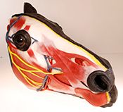 veterinary-syndaver-equine-foralfresco.jpg