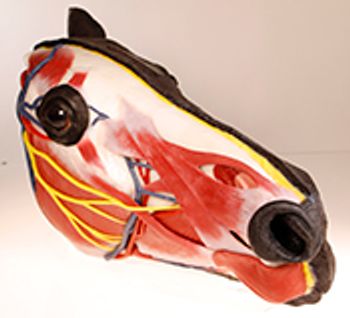 veterinary-syndaver-equine-foralfresco.jpg
