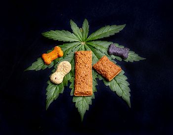 veterinary-CBD treats-AdobeStock_280064297_450pix (1).jpg