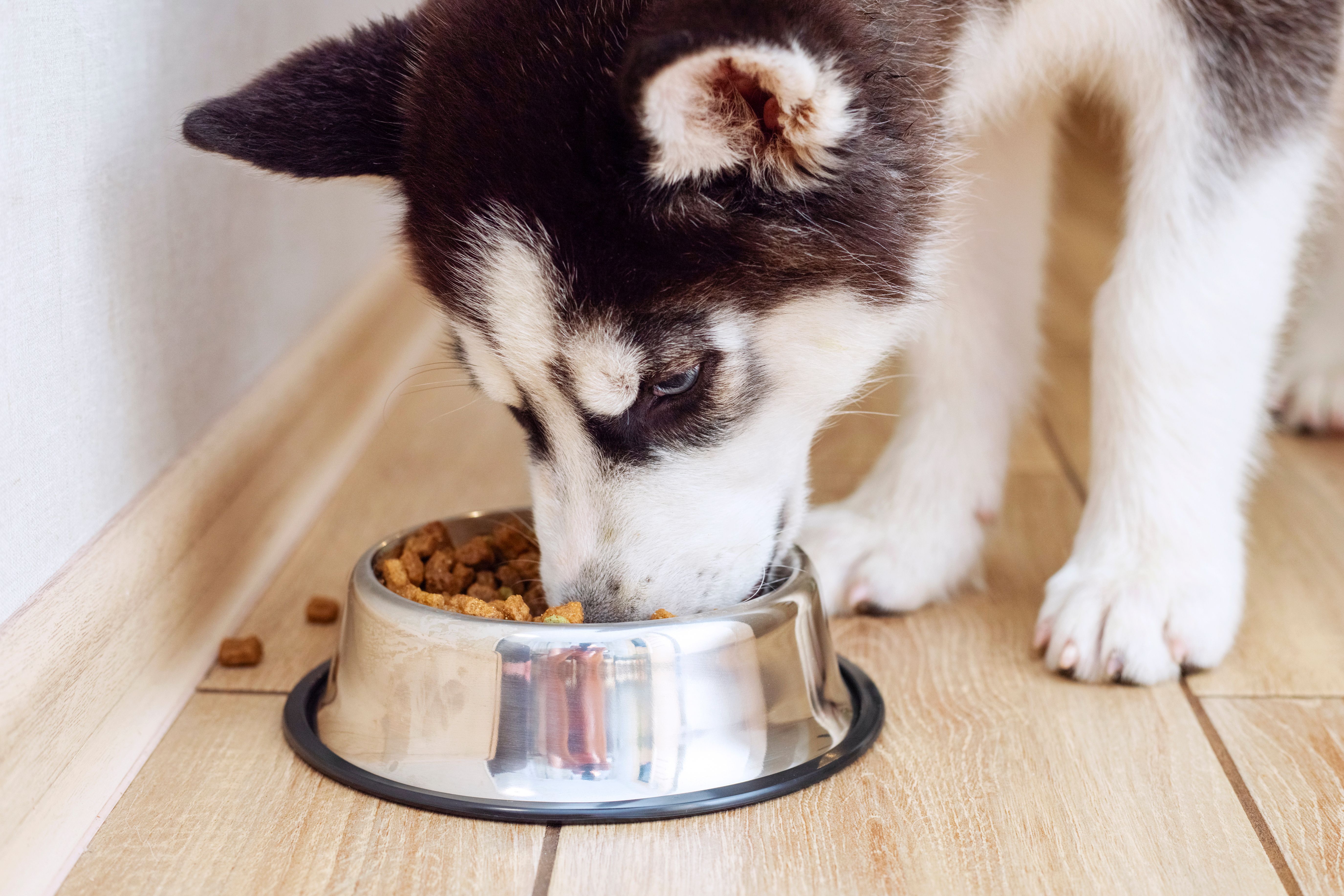 New video series informs pet owners on dog and cat nutrition New video series informs pet owners on dog and cat nutrition
