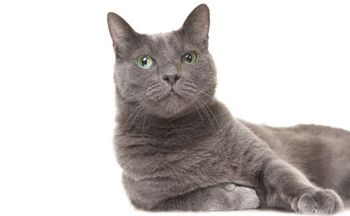 veterinary_cat-grey_jscan-1.jpg