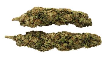 veterinary_marijuana_pets_450.jpg
