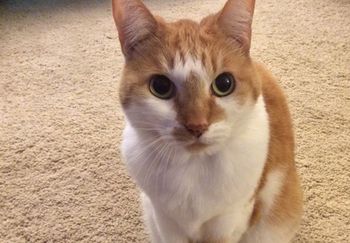veterinary_Kinako_UCDavis_450.jpg