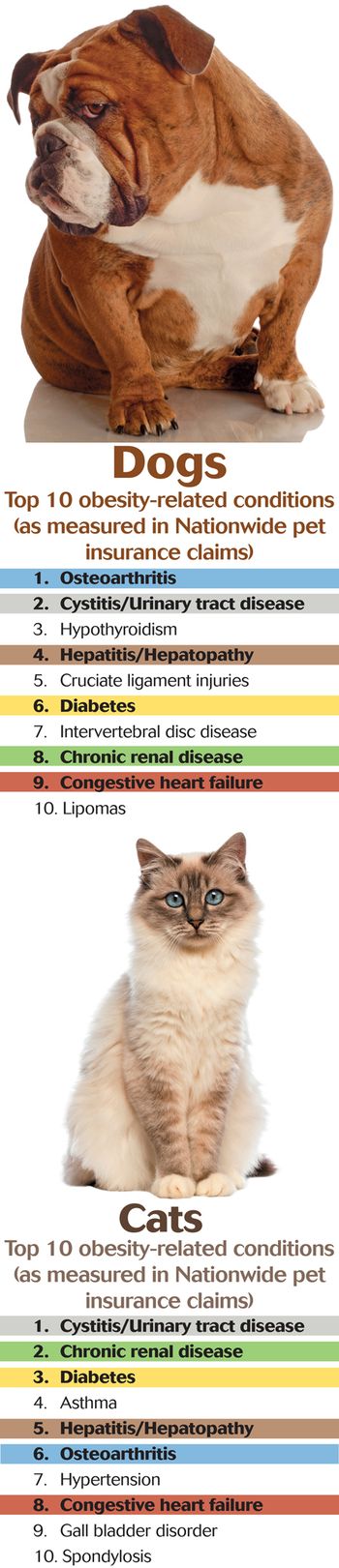 veterinary-Nationwide-Obsity-Conditions-450px.jpg