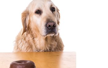 veterinary-dog-sugar-AdobeStock_249576252-450.jpg