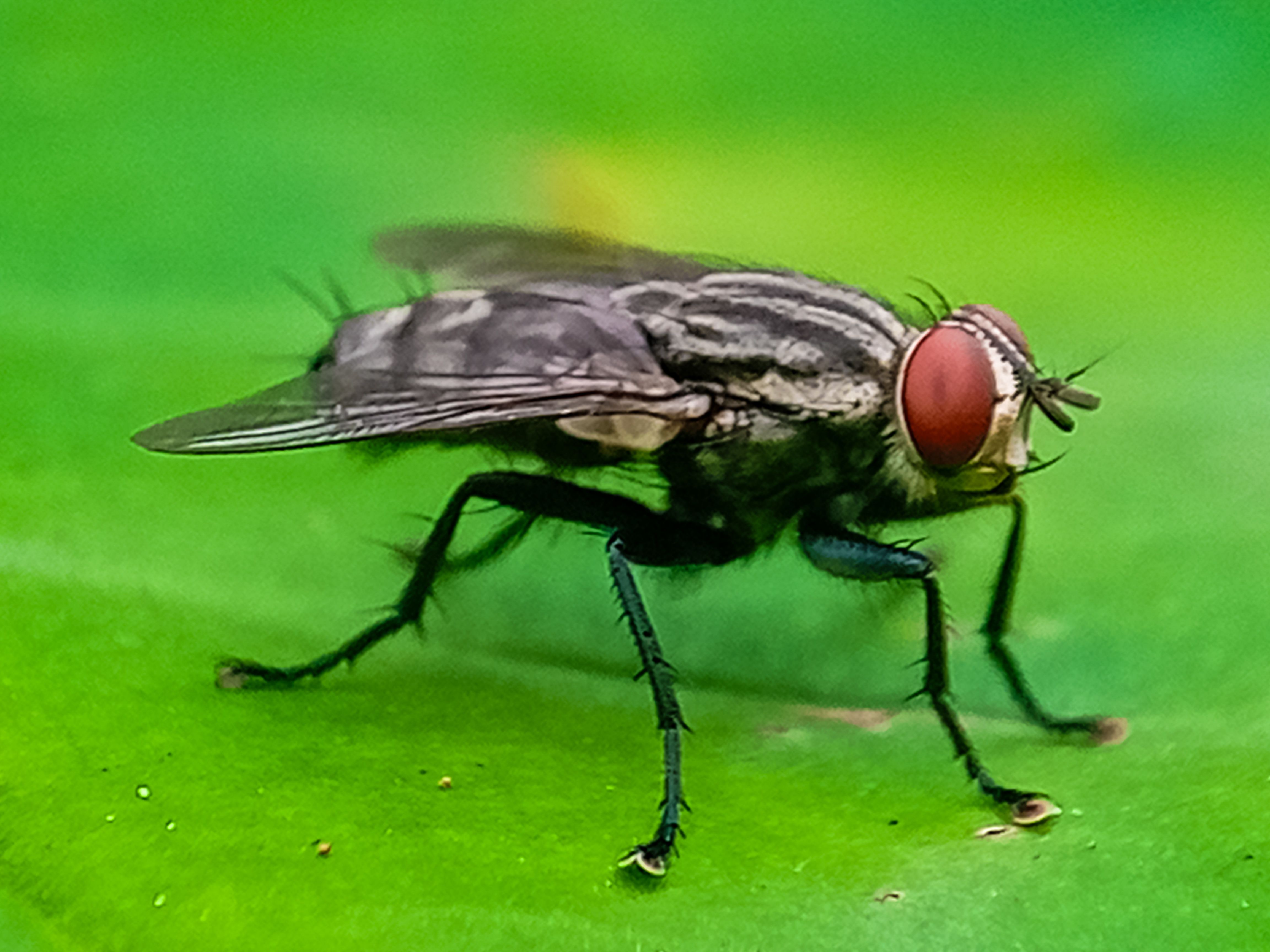 <![CDATA[Top questions on New World screwworm: What every veterinarian should know]]>