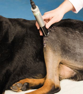 veterinary-laser-treatment-183825935_450.jpg