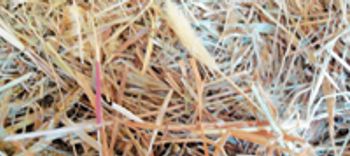 veterinary_0411_M_foxtails_hay-715260-1384192382140.jpg