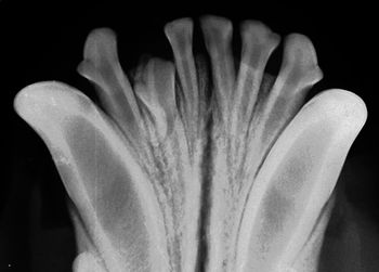 veterinary_Bellows_6b_450-808566-1404223608178.jpg
