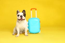 Holiday travel: Study maps US cities with the most and cheapest pet-friendly Airbnb listings