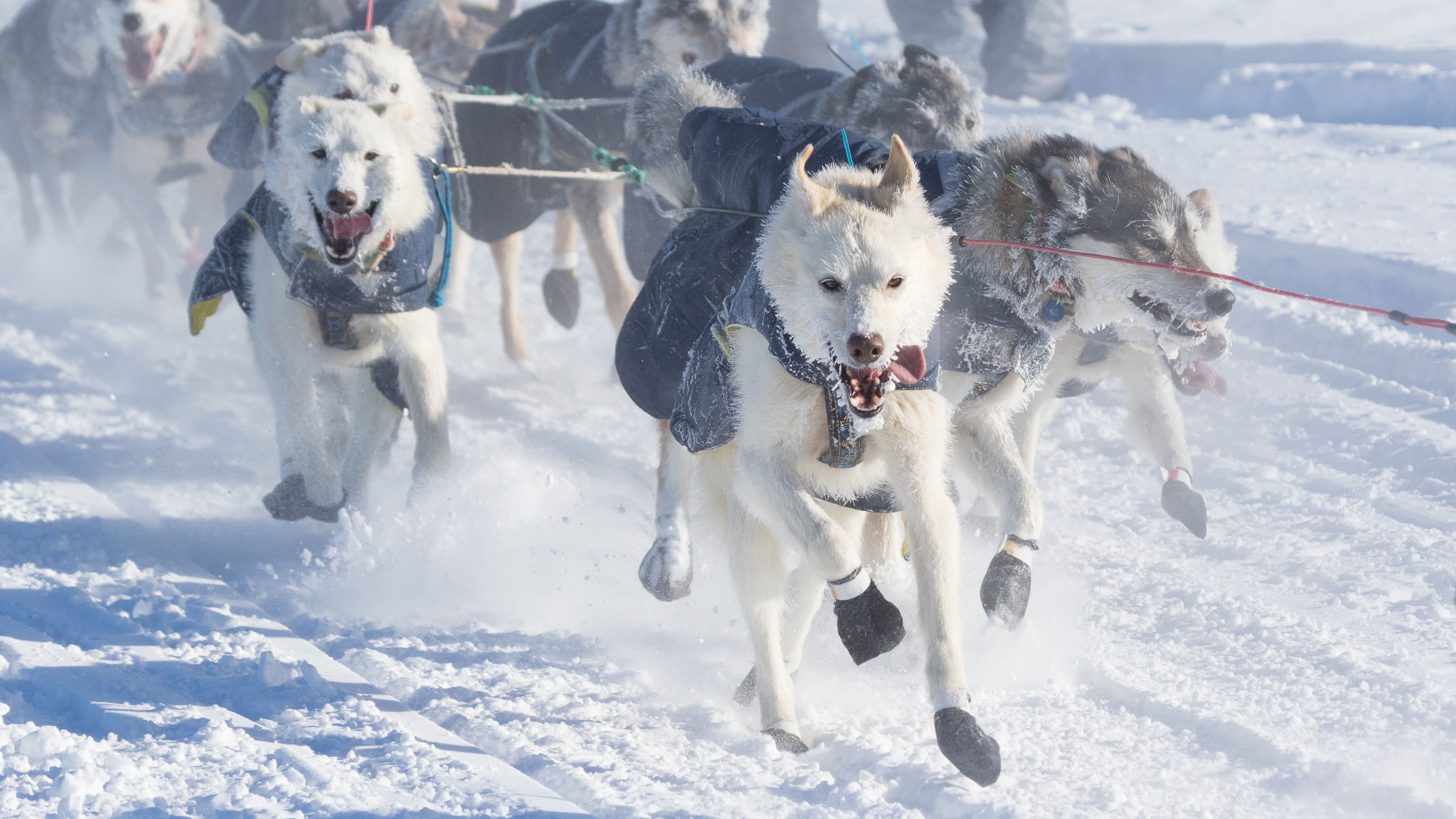 Texas veterinarian to work at 2023 Iditarod Trail Sled Dog Race