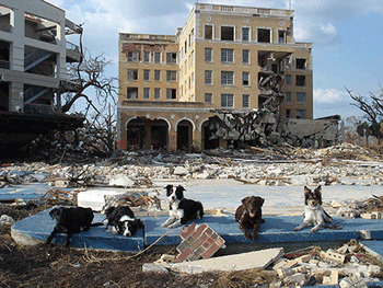 SDF-1-Abby-Manny-Dawson-Duke-Ranger-Katrina-Gulfport-Photo-Howard-Orr-450.gif