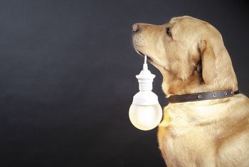 veterinary-dog-make-paul-bump-the-lamp-450px-shutterstock-50637367.jpg