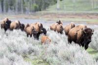 FDA issues EUA for topical drug to prevent NWS in multiple species