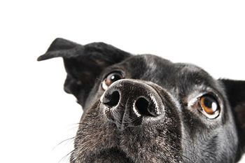 veterinary-dog-closeup-shot-450px-shutterstock-95520319.jpg