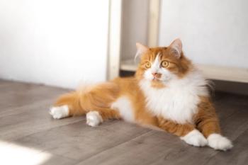 Photo: Маргарита Гусева/Adobe Stock