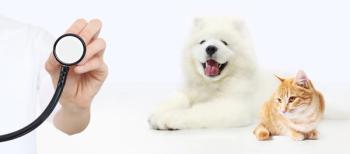veterinarian, stethoscope, dog and cat 