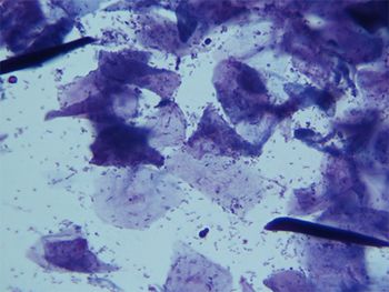 veterinary_Wilson_Cyto1-450.jpg