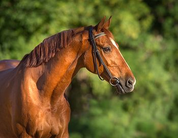 veterinary-horse-main.jpg