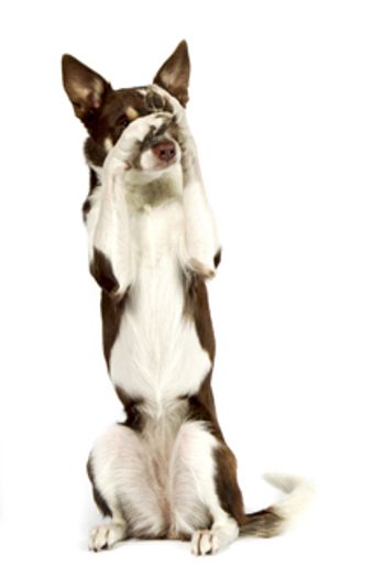 veterinary-ashamed-dermatology.jpg