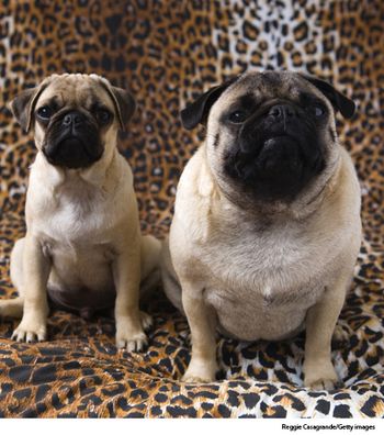 veterinary_pug_breath_460-676007-1384276808432.jpg