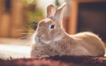 Pet rabbit