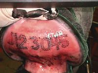On the subject of lip tattoos  Equine Quick Response Blog