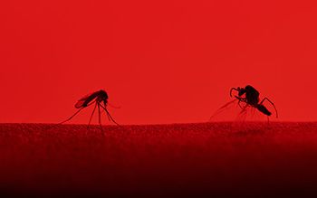 veterinary-red-mosquito-heartworm-3-AdobeStock_122095411-FLASH-450.jpg