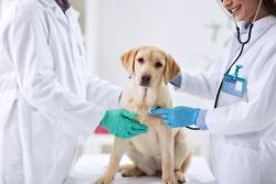 FDA grants conditional approval for drug delaying start of congestive heart failure in canines 