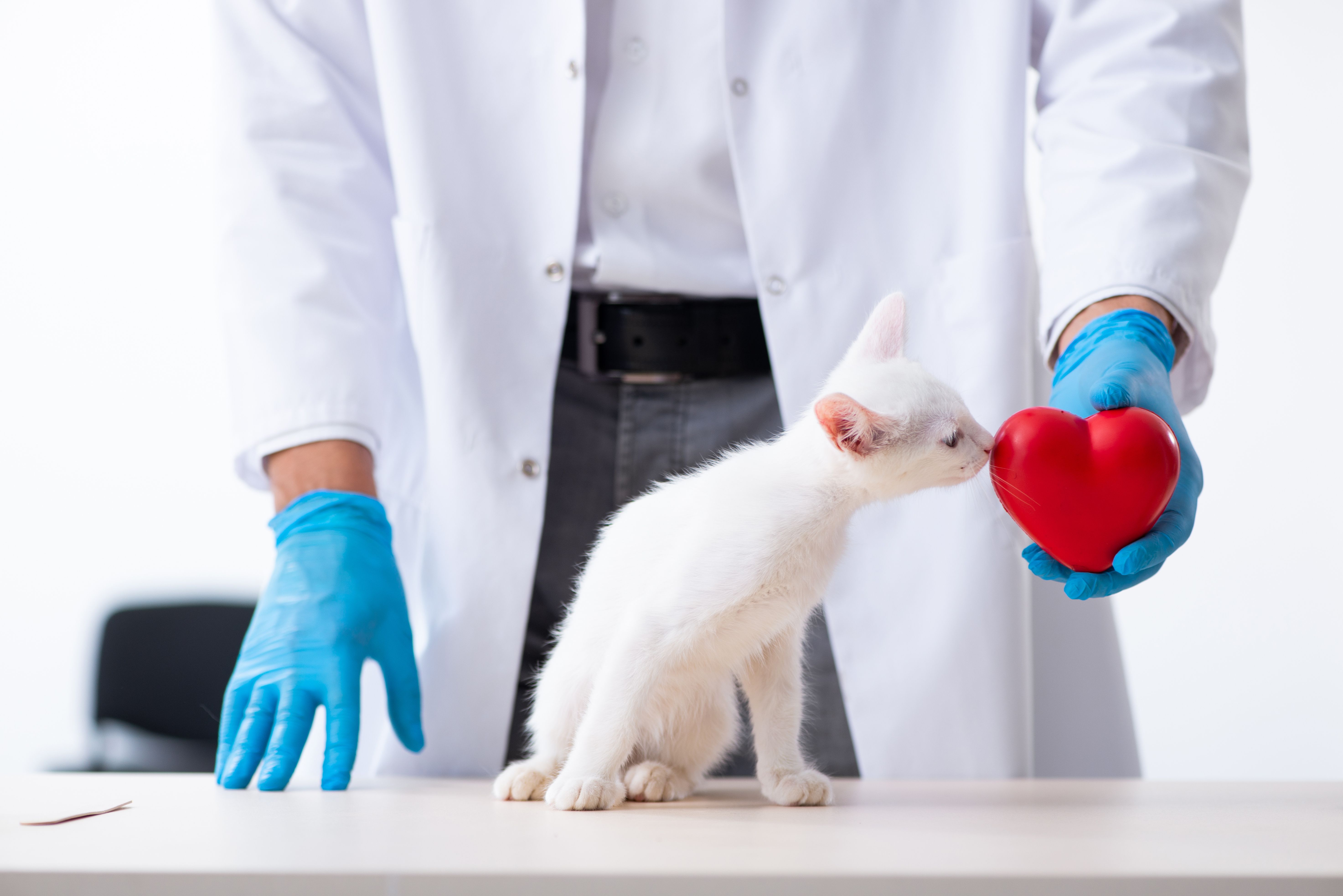 Feline Heart Disease